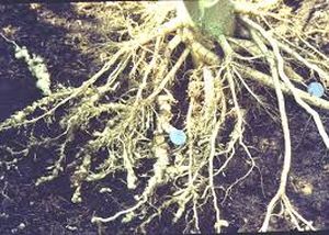 uploads/images/pest/okra nematodes.jpg